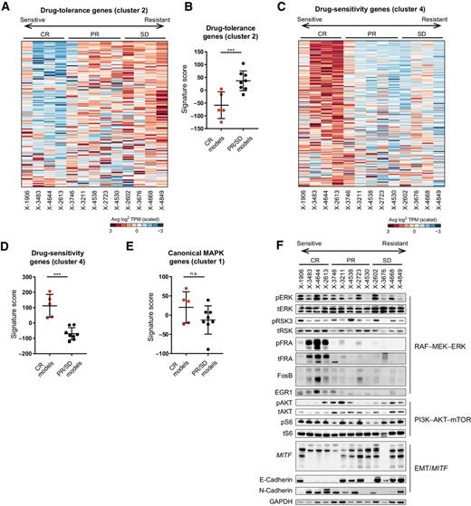 Figure 3. Distinct transcriptional programs are associated with sensitivity to MAPK inhibition in melanoma in vivo. Heatmaps showing baseline expression of genes belonging to the drug-tolerance (A) and drug-sensitivity (C) clusters in BRAFV600-mutant melanoma models from the Novartis PDX collection, arranged in order of previously published best average response to encorafenib and binimetinib (18). Expression of drug-tolerance (B), drug-sensitivity (D), and canonical MAPK (E) gene clusters were quantified as signature scores and compared between models that achieved either CR or PR/SD in response to drug treatment. Signature score for each PDX model was calculated as the sum of normalized, z-transformed gene-expression values. Statistical analyses were performed using Student t test (***, P < 0.001; n.s., not significant). F, Western blot analysis of relevant protein markers in tumor fragments collected from untreated mice.