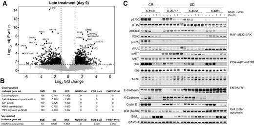 Figure 5. Tumor regression in response to BRAF and MEK inhibition is concomitant with the downregulation of cell cycle and proliferation, MAPK signaling, and EMT pathways in vivo. A, Volcano plot shows DEGs in complete response, but not SD PDX models after 9 days of treatment relative to untreated tumors. B, Gene set enrichment of the complete response models only, DEGs using MSigDB Hallmark gene sets. C, Western blot analysis of relevant protein markers from gene set enrichment analyses, using untreated and day 9 treatment tumor samples in triplicates.