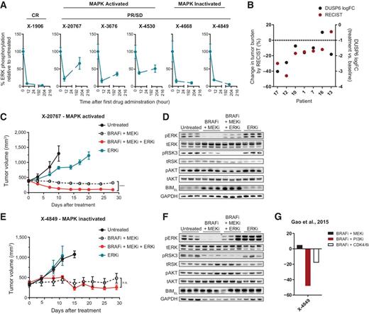 Figure 6. A subset of PR/SD models do not depend on the MAPK pathway for survival. A, Quantified phosphorylated ERK protein level in tumor samples harvested pretreatment, 8 hours after a single dose, or 8 hours after the final dose on the ninth day of continuous treatment. Based on ERK phosphorylation levels, the PR/SD models were classified into MAPK-activated or -inactivated groups. B, The degree of MAPK pathway suppression in patient samples as measured by DUSP6 log2 fold change, relative to patient response to BRAF inhibitors with or without an MEK inhibitor. Efficacy results of the MAPK-activated model X-20767 (C) and the MAPK-inactivated model X-4849 (E), treated with BRAF and MEK inhibitors with or without an ERK inhibitor, or ERK inhibitor alone. Statistical analysis was performed on the endpoint measurements using Student t test (****, P < 0.0001; n.s., not significant). Western blot analysis was performed on tumors harvested after 9 days of treatment with drug combinations as shown in X-20767 (D) and X-4849 (F). G, Best average response in X-4849 to various drug combinations (18), extracted from Supplementary Tables in the reference publication.