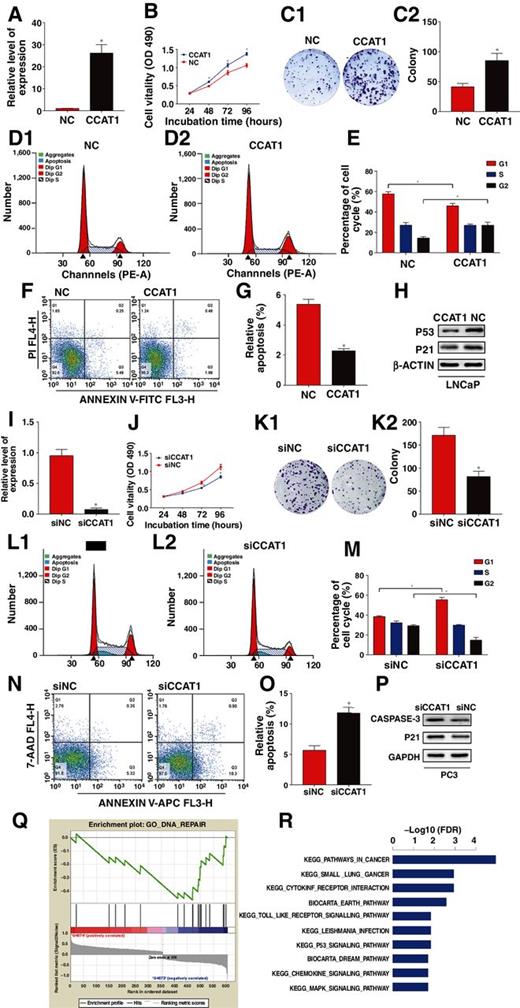 Figure 2. CCAT1 promotes prostate cancer cell proliferation, colony formation, and cell-cycle kinetics; and suppresses apoptosis in vitro. A, Plasmid-mediated CCAT1 overexpression in LNCaP cells. B, CCK8 assay showed that CCAT1 overexpression promoted growth rate in LNCaP cells. C1 and C2, Overexpression of CCAT1 promoted colony formation in LNCaP cells. D1, D2, and E, Overexpression of CCAT1 promoted the progression of cell cycle in LNCaP cells. F and G, Overexpression of CCAT1 decreased cellular apoptosis in LNCaP cells. H, Western immunoblotting analysis revealed that overexpression of CCAT1 reduced P53 (apoptosis related) and P21 (cell-cycle–related) protein level. I, Lv-anti-CCAT1 mediated CCAT1 knockdown in PC3 cells. J, CCK8 assay showed that CCAT1 knockdown inhibited growth rate in PC3 cells. K1 and K2, Knockdown of CCAT1 inhibited colony formation in PC3 cells. L1, L2 and M, Knockdown of CCAT1 inhibited the progression of cell cycle in PC3 cells. N and O, Knockdown of CCAT1 increased cellular apoptosis in PC3 cells. P, Western blotting analysis showed that reduction of CCAT1 increased caspase-3 (apoptosis- related) and P21 (cell-cycle–related) protein levels. Q, GSEA showed that a negatively enriched expression of gene sets was involved in DNA repair in CCAT1 knockdown prostate cancer cells. R, Gene Ontology annotation indicated that significant changes have been made in P53 signaling pathways in CCAT1 knockdown prostate cancer cells.