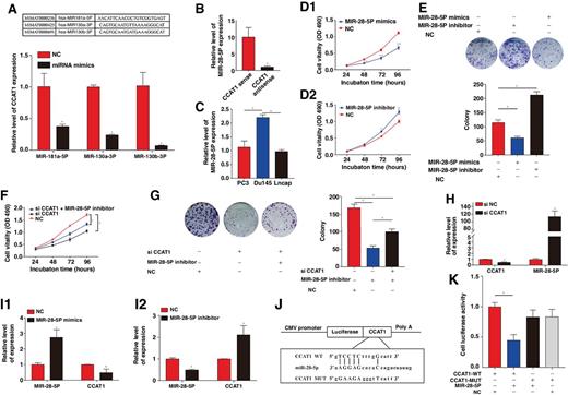 Figure 4. CCAT1 promotes prostate cancer cell proliferation and colony formation by competing for MIR-28-5P in cytoplasm. A, RNA pulldown assays and RNA-seq showed MIR-181a-5P, MIR-130a-3P, and MIR-130b-3P interacted with CCAT1; and expression levels of CCAT1 were tested using qRT-PCR after prostate cancer cells were transfected with these 3 miRNAs mimics. B, MIR-28-5P was the most sensitive miRNA to bind to CCAT1. C, MIR-28-5P showed higher expression in Du145 cells compared with other prostate cancer cells. D1, D2, and E, MIR-28-5P manifested an anticancer effect in Du145 cells. F and G, The inhibitory effect of Lv-anti-CCAT1 vector on proliferation and colony formation was partially reversed by MIR-28-5P inhibitor. H, I1, and I2, qRT-PCR revealed that treatment with Lv-anti-CCAT1 vector, MIR-28-5P mimics, or MIR-28-5P inhibitor in Du145 cells upregulated the expression of MIR-28-5P, downregulated the expression of CCAT1, and upregulated the expression of CCAT1 respectively. J and K, Dual luciferase reporter assays demonstrated that MIR-28-5P significantly reduced luciferase activity (wild-type), and mutation of the MIR-28-5P–binding site in CCAT1 abrogated the inhibitory effects.