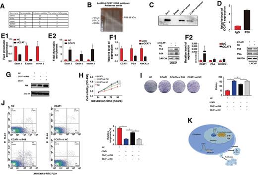 Figure 5. CCAT1 plays a role in posttranscriptional regulation of AR-targeted genes. A and B, RNA pulldown assays were performed using biotin-labeled sense or antisense lncRNA-CCAT1. Identification of the protein strip and Sliver staining showed that desthiobiotinylated-CCAT1 retrieved DDX5 (P68) in LNCaP cells. C, Proteins were pulled down by biotin-labeled sense or antisense lncRNA-CCAT1, and analyzed by Western blotting with the P68 antibody. D, RIP experiments showed that CCAT1 was markedly enriched with P68-immunoprecipitation relative to control IgG. E1, ChIP assay showed that knockdown of CCAT1 reduced the enrichment levels of the AR-mediated gene PSA (Exon3, Exon5, Intron3 fragments). E2, ChIP assay showed that the overexpression of CCAT1 in LNCaP cells increased the enrichment levels of the AR-mediated gene (PSA) fragments. F1, Knockdown of CCAT1 reduced mRNA and protein expression levels of the AR mediated genes PSA and HNKX3.1. Overexpression of CCAT1 increased the enrichment levels of the AR mediated gene PSA (Exon3, Exon5, Intron3 fragments). F2, Overexpression of CCAT1 increased the enrichment levels of the AR-mediated gene PSA (Exon3, Exon5, Intron3 fragments). G, Western blotting analysis showed P68 knockdown effect. H–J, The tumor-promoting effect of CCAT1 overexpression was partially reversed by downregulation of P68. K, CCAT1 exhibited different regulatory mechanisms in cellular nuclei and cytoplasm to promote malignant progression of prostate cancer.
