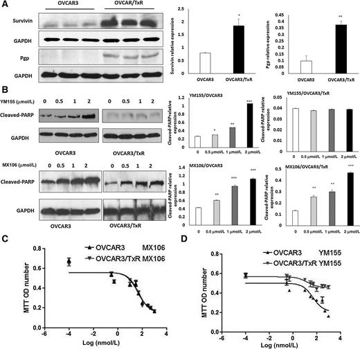 Figure 3. MX106 overcomes ovarian tumor chemoresistance. A, Western blot analysis and comparison of survivin and Pgp expression in parental OVCAR3 and OVCAR3/TxR cells (*, P < 0.05; **, P < 0.01). B, Apoptosis in OVCAR3 and OVCAR3/TxR cells was detected by examining for cleaved-PARP following different doses of YM155 and MX106 treatment for 24 hours, the expression of cleaved-PARP was compared between vehicle and different doses (*, P < 0.05; **, P < 0.01; ***, P < 0.001). One representative Western blot was presented from three similar independent experiments. Cell proliferation was measured using MTT assay in parent OVCAR3 and OVCAR3/TxR cells following MX106 (P < 0.05; C) and YM155 treatment (P < 0.05; D).