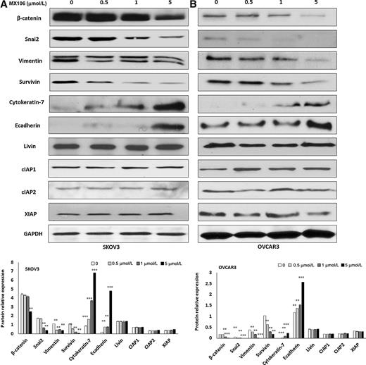 Figure 4. MX106 inhibits EMT in ovarian cancer cells. Western blot analysis in both SKOV3 (A) and OVCAR3 (B) cells following treatment using different doses of MX106 for 24 hours, the expression of EMT markers and the other members of the inhibitor of apoptosis protein was compared between vehicle and different doses (**, P < 0.01; ***, P < 0.001). One representative Western blot was presented from three similar independent experiments.