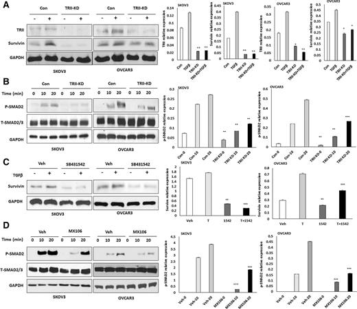 Figure 6. Association of survivin with the TGFβ pathway in ovarian cancer cells. A, Western blot analysis and comparison of survivin in TGFβR2 KD and control (Con) SKOV3 and OVCAR3 cells following 6 ng/mL TGFβ treatment for 24 hours, respectively (*, P < 0.05; **, P < 0.01). B, Western blot analysis and comparison of pSMAD2 and total SMAD2 expression in TGFβR2 KD and control SKOV3 and OVCAR3 cells following 6 ng/mL TGFβ treatment at different time points, respectively (**, P < 0.01; ***, P < 0.001). C, Western blot analysis and comparison of survivin in SKOV3 and OVCAR3 cells following TGFβR inhibitor treatment for 24 hours and then treated with 6 ng/mL TGFβ for 24 hours, respectively (**, P < 0.01; ***, P < 0.001). D, Western blot analysis and comparison of phospho and total SMAD2 in SKOV3 and OVCAR3 cells following 5 μmol/L MX106 treatment for 4 hours and then 6 ng/mL TGFβ at different time points, respectively (***, P < 0.001). One representative Western blot was presented from three similar independent experiments.