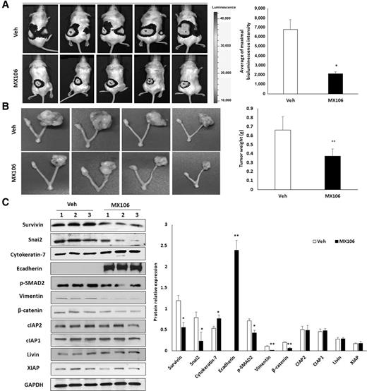 Figure 7. MX106 inhibits primary ovarian tumor growth and EMT in an orthotopic ovarian cancer mouse model. A, Live animal imaging of primary tumor in ovaries at 1 month following intrabursal injection of wild-type SKOV3 cells and MX106 (20 mg/kg body weight) or vehicle treatment daily. B, Ovarian tumors were dissected and imaged. C, Western blot analysis and comparison of survivin, pSMAD2, and EMT markers in primary ovarian tumors from three different xenografted mice (*, P < 0.05; **, P < 0.01). Veh, vehicle.