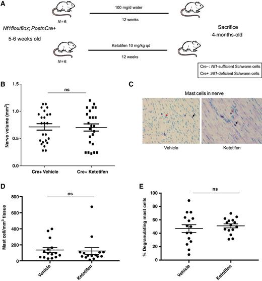 Figure 1. Ketotifen treatment fails to prevent neurofibroma genesis in Nf1-deficient pups. A, Schematic of experimental design of tumor prevention study. B, Proximal nerve volume in vehicle and ketotifen-treated Nf1flox/flox;PostnCre+ mice (P = 0.9012, ns). C, Histological analysis of toluidine blue-stained nerve tissue from water/vehicle and ketotifen-treated Nf1flox/flox;PostnCre+ mice. Images were obtained using a ×40 objective lens. Black arrows point to representative infiltrating mast cells. Red arrows point to representative degranulating mast cells. D, Quantitation of mast cell infiltration in water/vehicle- and ketotifen-treated Nf1flox/flox;PostnCre+ mice (P = 0.8295, ns). E, Quantitation of the percentage of degranulating mast cells in water/vehicle- and ketotifen-treated Nf1flox/flox;PostnCre+ mice (P = 0.5495, ns).