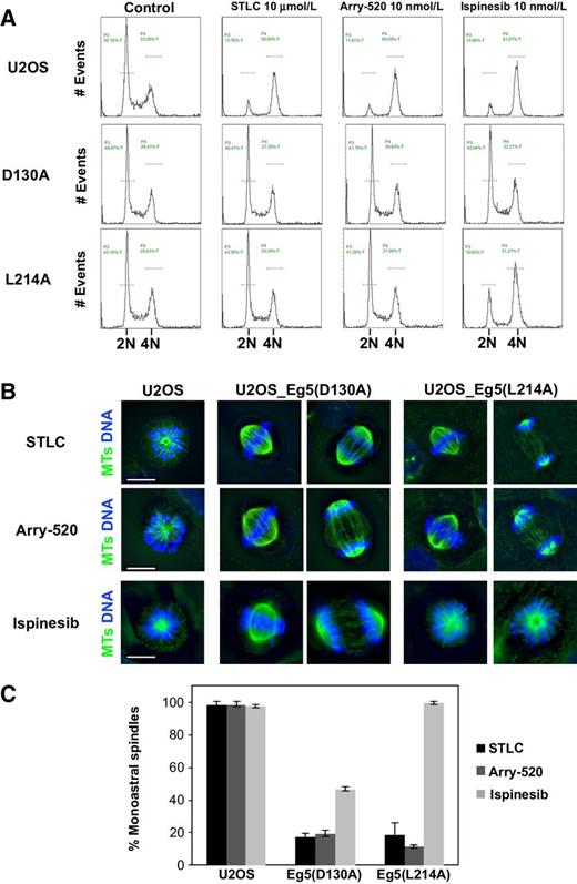 Figure 2. Cell-cycle progression and spindle formation in naïve U2OS cells and cells expressing either Eg5(D130A) or Eg5(L214A) STLC-resistant clones in the presence of Arry-520 or ispinesib. A, Cell-cycle distribution of cells after 24-hour treatment with either 10 μmol/L STLC, 10 nmol/L Arry-520, or 10 nmol/L ispinesib. Naïve U2OS cells were blocked in 4N in the presence of either STLC, Arry-520, or ispinesib, whereas U2OS cells expressing either Eg5(D130A) or Eg5(L214) were resistant to STLC and Arry-520 having normal cell-cycle profiles as the untreated control cells. In stark contrast, U2OS cells expressing Eg5(L214A) cells were sensitive to ispinesib and they accumulated at 4N. B, Immunofluorescence microscopy of cells stained with anti-β-tubulin for microtubule staining showing induction of monoastral spindles following treatment with Arry-520 in U2OS cells. U2OS cells previously selected to be resistant to STLC due to expression of either Eg5(D130A) or Eg5(L214A) were also capable of forming normal bipolar spindles in the presence of Arry-520. In stark contrast to Eg5(D130A)-expressing U2OS cells, the Eg5(L214A)-expressing cells were still sensitive to ispinesib as shown by the presence of monoastral spindles. Scale bar, 10 μm. C, Cells were treated with either 10 μmol/L STLC (solid black bars), 10 nmol/L Arry-520 (dark gray bars), or 10 nmol/L ispinesib (light gray bars) for 8 hours and then were fixed and stained for immunofluorescence microscopy as in B. The percentage of monoastral spindles from the total number of mitotic cells was then quantified.