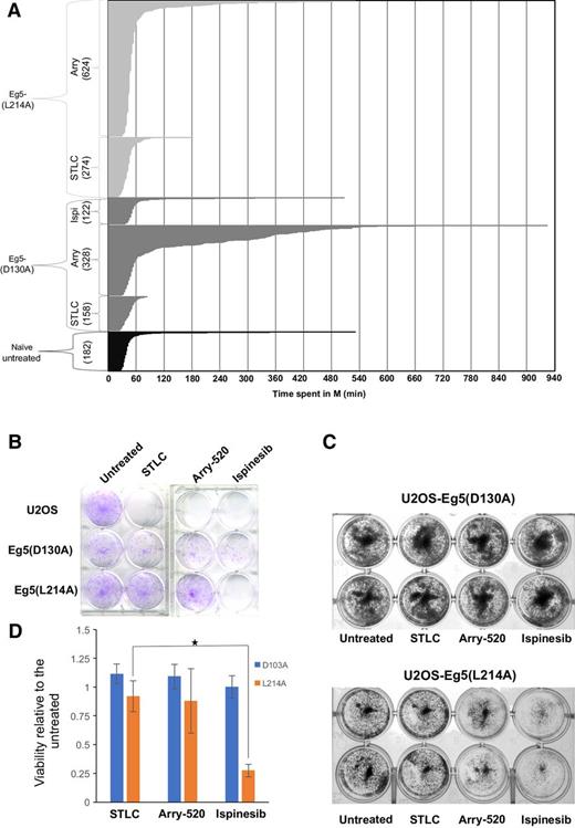 Figure 3. A, Duration of mitosis and colony formation of U2OS cells expressing either Eg5(D130A) or Eg5(L214A) STLC-resistant clones in the continuous presence of STLC, Arry-520,or ispinesib. After addition of 10 μmol/L STLC, 10 nmol/L Arry-520, or 10 nmol/L ispinesib, cells were recorded for 16 hours by time-lapse video microscopy and the time that each cell spent in mitosis was scored. The time of each cell that successfully completed mitosis is plotted against the number of cells (number in parenthesis at each condition). B, Cells (2k) following seeding were treated with either 10 μmol/L STLC, 10 nmol/L Arry-520, or 10 nmol/L ispinesib and allowed to proliferate for 10 days. Cells were then fixed and stained with crystal violet. C, U2OS cell expressing either Eg5(D130A) or Eg5(L214A) were plated at a density of 17,000 cells per well in 24-well plates in the absence or in the presence of 10 μmol/L STLC, 10 nmol/L Arry-520, or 10 nmol/L ispinesib. Following treatment for 4 days, cells were fixed with 4% paraformaldehyde and stained with 0.5% crystal violet. Shown are representative images of two wells from experiments performed in triplicate. D, Quantitation of C as per absorbance at 595 nm normalized relative to the untreated cells (*, P < 0.05).