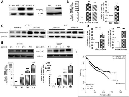 Figure 1. Integrin β3 was overexpressed in EGFR TKI-resistant lung cancer cells and tumors. A and B, Western blot (A) and quantitative RT-PCR (B) analyses of integrin β3 levels in resistant cells (HCC827GR, HCC827OR, and PC9OR) compared with those in respective sensitive parental cells (HCC827 and PC9). C and D, HCC827 and PC9 xenograft tumors in nude mice were treated with gefitinib (12.5 mg/kg/day) orally until the tumors regrew (resistant) or treated with saline for 1 week (sensitive). Western blot (C) and quantitative RT-PCR (D) analyses of integrin β3 levels in resistant tumors compared with those in the respective sensitive tumors. E, Western blot and quantitative RT-PCR analyses of integrin β3 levels in HCC827 cells treated with gefitinib (50 nmol/L) or osimertinib (100 nmol/L) for the indicated times. F, Kaplan–Meier analysis of the probability of overall survival in 720 lung adenocarcinoma patients stratified according to the expression level of ITGB3 (http://www.kmplot.com/lung). β-Actin was used as a loading control for Western blot. The data are presented as the means ± SEM. Student t test was used. **, P < 0.01; ***, P < 0.001.
