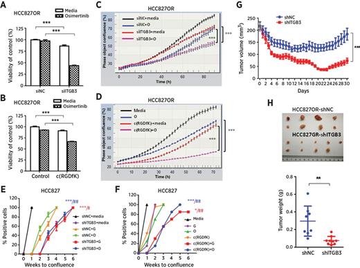 Figure 2. Acquired resistance to EGFR TKIs was attenuated and delayed by antagonizing integrin β3. A and B, Cell viability as determined by CCK8 assay of HCC827OR cells transiently transfected with siITGB3 or negative control (siNC; A) or treated with 20 μmol/L c(RGDfK) or DMSO (control; B) in the absence (media) or presence of 1 μmol/L osimertinib for 72 hours. C and D, Cell proliferation was measured using a real-time imaging system (IncuCyte). IncuCyte growth curve of HCC827OR cells transiently transfected with siITGB3 or siNC (C) or treated with 20 μmol/L c(RGDfK) or DMSO (D) in the absence (media) or presence of 1 μmol/L osimertinib (O). E, HCC827 cells stably transfected with lentivirus shITGB3 or shNC were treated with 100 nmol/L gefitinib (G), 100 nmol/L osimertinib (O) or media. *, Compared with shITGB3; #, compared with gefitinib or osimertinib. F, HCC827 cells were treated with 20 μmol/L c(RGDfK) or DMSO in the absence (media) or presence of 100 nmol/L gefitinib (G) or 100 nmol/L osimertinib (O). *, Compared with c(RGDfK); #, compared with gefitinib or osimertinib. E and F, Positive wells were assessed weekly and graphed as the means ± SEM. Each experiment was repeated two times. G and H, Xenograft tumors were established using HCC827GR cells stably transfected with lentivirus shITGB3 or shNC. G, The growth curve of HCC827GR-shITGB3 or HCC827GR-shNC xenograft tumors treated with gefitinib (12.5 mg/kg/day) orally for 30 days. H, Photograph and weight of the tumors. The data are presented as the means ± SEM. Student t test and two-way ANOVA were used. */#, P < 0.05; **/##, P < 0.01; ***/###, P < 0.001.