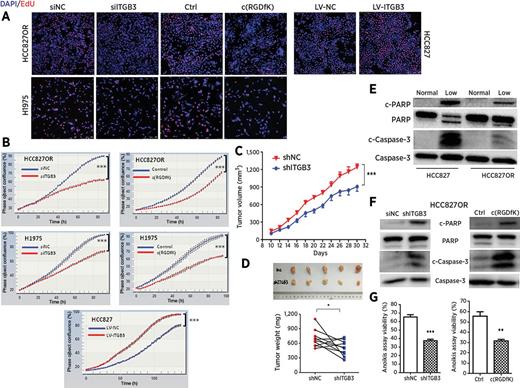 Figure 3. Integrin β3 regulated proliferation and anoikis. Aand B, Cell proliferation was measured by EdU incorporation (A) and IncuCyte (B) assays. HCC827OR and H1975 cells were transiently transfected with siITGB3 or siNC or treated with 20 μmol/L c(RGDfK) or DMSO (Ctrl) for 72 hours. HCC827 cells were transfected with lentivirus LV-ITGB3 or LV-NC for 72 hours. A, EdU incorporation assay. B, IncuCyte growth curves. C and D, Xenograft tumors were established using HCC827GR cells stably transfected with shITGB3 or shNC. Growth curves of tumors (C) and photograph and weight of the tumors (D). E–G, The indicated cells were cultured on normal or ultra-low attachment (low) 6-well plates and transiently transfected with siITGB3 or siNC or treated with 20 μmol/L c(RGDfK) or DMSO (Ctrl) as indicated for 72 hours. Western blot analysis of caspase-3 and PARP cleavage (E and F), and trypan blue exclusion test for cell viability (G). β-Actin was used as a loading control for Western blot. The data are presented as the means ± SEM. Student t test and two-way ANOVA were used. *, P < 0.05; **, P < 0.01; ***, P < 0.001.