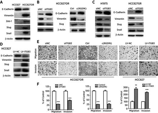 Figure 4. Integrin β3 regulated EMT and in vitro migration and invasion abilities. The indicated cells were transiently transfected with siITGB3 or siNC, treated with 20 μmol/L c(RGDfK) or DMSO (Ctrl), or transfected with lentivirus LV-ITGB3 or LV-NC for 72 hours as indicated. A–D, Western blot analysis of the expression levels of EMT markers. E, In vitro migration and invasion abilities were examined by transwell assays. Photographs were taken at × 40 magnification. F, Quantification of the transwell assays in E. The number of cells was counted from at least four independent microscopic fields. β-Actin was used as a loading control for Western blot. The data are presented as the means ± SEM. Student t test was used. **, P < 0.01; ***, P < 0.001.
