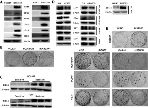 Figure 5. Integrin β3 regulated cancer stemness. A, Western blot analysis of the expression levels of stem cell markers in resistant cells (HCC827GR and HCC827OR) compared with those in the sensitive parental cells (HCC827). B, Colony formation assay of resistant cells (HCC827GR and HCC827OR) compared with sensitive parental cells (HCC827). C, HCC827 or PC9 xenograft tumors in nude mice were treated with gefitinib (12.5 mg/kg/day) orally until the tumors regrew (resistant) or treated with saline for 1 week (sensitive). Western blot analysis of CD44 levels. D and E, The indicated cells were transiently transfected with siITGB3 or siNC or treated with 20 μmol/L c(RGDfK) or DMSO (Ctrl), or transfected with lentivirus LV-ITGB3 or LV-NC for 72 hours as indicated. Western blot analysis of CD44 levels (D) and colony formation assay (E). β-Actin was used as a loading control for Western blot.