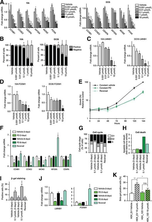 Figure 1. Palbociclib (PD) treatment in 2D. PD elicits canonical antiproliferation and senescence responses in both MCF10A and MCFDCIS that are reversible upon discontinuation of treatment. A, qPCR analysis of cell-cycle–regulated mRNA targets in MCF10A (left) and MCFDCIS (right) cells treated with PD as indicated. Mean fold change ± SEM (one-way ANOVA followed by Dunnett multiple comparisons test, relative to vehicle). B, Quantification of β-galactosidase–stained MCF10A (left) and MCFDCIS (right) cells. Mean ± SEM (one-way ANOVA followed by Dunnett multiple comparisons test, relative to vehicle, 72-hour treatment). C, qPCR analysis of Lamin B1 (LMNB1) expression in MCF10A (left) and MCFDCIS (right) treated as indicated. Mean fold change ± SEM (one-way ANOVA followed by Dunnett multiple comparisons test, relative to vehicle, 72-hour treatment). D, qPCR analysis of FOXM1 expression in MCF10A (left) and MCFDCIS (right) treated as indicated. Mean fold change ± SEM (one-way ANOVA followed by Dunnett multiple comparisons test, relative to vehicle, 72-hour treatment). E, Crystal violet proliferation curves for MCFDCIS cells in vitro treated for 6 days with vehicle (constant vehicle), 6 days with 0.1 μmol/L palbociclib (constant palbociclib), or 3 days with 0.1 μmol/L palbociclib followed by 3 days with vehicle (reversal). F, qPCR analysis of cell-cycle–regulated mRNA targets in MCFDCIS cells treated with PD as indicated. Mean fold change ± SEM (Student T test, relative to vehicle). G, Cell-cycle analysis of MCFDCIS cells treated with PD as indicated. H, ANNEXIN-5 apoptosis assay on MCFDCIS cells treated as indicated; all apoptotic death is represented as a fold change from the normalized vehicle-treated baseline. I, Quantification of β-galactosidase–stained MCFDCIS cells in vitro treated with PD as indicated. Mean ± SEM (Student T test, relative to vehicle). J, qPCR analysis of LMNB1 (left) and FOXM1 (right) expression in MCFDCIS treated as indicated. Mean fold change ± SEM (Student T test, relative to vehicle). K, Quantification of PD senescence challenge in HEK293 cells transfected with constitutively active FOXM1-12D or empty vector. HEK293-EV and HEK293-12D were treated with indicated concentrations of PD for 72 hours prior to staining for β-galactosidase activity. Mean ± SEM (Student t test, relative to vehicle). For all: *P < 0.05; **P < 0.01; ***P < 0.001; ****P < 0.0001. n.s., not significant.