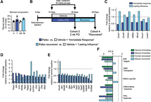Figure 6. Palbociclib (PD)'s influence on the tumor microenvironment. PD affects gene expression in mouse stromal cells with a residual effect after treatment cessation on immune-related signaling pathways. A, Percent of RNA-seq reads for each tumor that aligned to the murine or human genome. Plotted as mean ± SEM with individual tumors plotted as separate symbols. B, Schematic of experimental design, time points, and comparisons made using mouse RNA isolated from tumors. C, Fold change values of the cell-cycle gene panel in palbociclib-treated (cohort 3) and palbociclib recovered-treated (cohort 4) tumor stroma relative to a vehicle baseline, represented by the dotted line. D, Fold change values of genes significantly upregulated during treatment (palbo) and their expression following recovery (palbo-recovered) relative to a vehicle baseline indicated by the dotted line. E, Fold change values of genes significantly downregulated during treatment (palbo) and their expression following recovery (palbo-recovered) relative to a vehicle baseline indicated by the dotted line. C–E are based on values derived from RNA-seq. All values were filtered for minimum expression (CPM > 2) and significance (P < 0.05). F, Normalized enrichment scores for hallmark pathways identified in both the human tumor and mouse stromal RNA, and the dotted line indicates a significance cutoff based on P values < 0.05 and FDR Q values < 0.25.