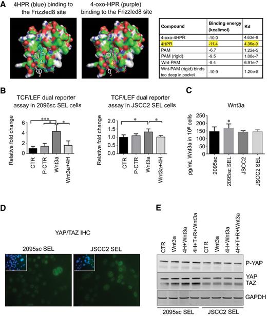 Figure 2. 4HPR binds with high affinity to the cysteine-rich domain of the Wnt-transmembrane receptor Frizzled and inhibits β-catenin canonical but not the alternative YAP-TAZ “noncanonical” Wnt signaling. A, The high-affinity binding of 4HPR (approximately 158-fold > the endogenous ligand Wnt-PAM) and its oxidized metabolite 4-oxo-HPR at the Wnt3 Frizzled binding site. B, Treatment with 5 μmol/L fenretinide significantly suppressed Wnt3–β-catenin signaling in the TOPFLASH LCF/TEF reporter assay in both the JSCC2 SEL and 2095sc SEL cell lines (P < 0.01 and 0.05, respectively). In addition, Wnt3 stimulation significantly increased TCF/LEF reporter activity in both the 2095sc SEL (P > 0.001) and JSCC2 SEL (n = 3 all groups, P < 0.05) cultures. The 2095sc SEL cells demonstrated >2.5-fold greater Wnt3 responsiveness relative to the JSCC2 SEL cells. C, All OSCC cell lines released Wnt3 protein, albeit at modest levels. Relative to its control culture, the 2095sc SEL cell release significantly greater (P < 0.05) levels of Wnt3. OSCC Wnt3 release establishes the potential for intracrine Wnt-3 signaling via β-catenin signaling (canonical) and YAP-TAZ (noncanonical) pathways. D, All cell lines showed constitutive YAP-TAZ signaling as demonstrated by intranuclear YAP-TAZ in sera-free medium (green fluorescence YAP-TAZ antibody 400× image scale, inset blue fluorescence DAPI nuclear stain). E, Single or combination chemopreventive treatment did not suppress levels of total YAP and TAZ proteins, nor did it reduce intranuclear YAP-TAZ localization (see Supplementary Fig. S4).