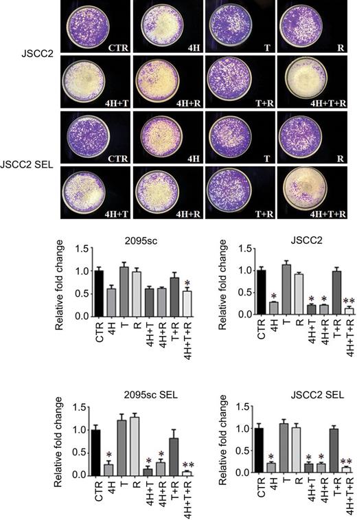 Figure 6. Combined treatment with fenretinide (4H), tocilizumab (T), and reparixin (R) significantly inhibits invasion of a synthetic basement membrane in all parent (control) and SEL cell lines. Fifty thousand 24-hour sera-deprived cells/well were plated on type IV collagen–coated microporous polyester membrane (InnoCyte cell invasion kit, Calbiochem) with the following treatments: (1) 5 μmol/L 4HPR (2095sc log and SEL cells), 10 μmol/L 4HPR (JSCC2 log and SEL cells); (2) 1 μg/mL tocilizumab; (3) 10 μmol/L reparixin; (4) fenretinide+ tocilizumab; (5) 4HPR+ reparixin; (6) tocilizumab + reparixin; (7) fenretinide + tocilizumab + reparixin; and (8) DMSO control. JSCC3 conditioned medium was used as the chemoattractant (16). Previous studies confirmed cell viabilities remained >96% with comparable cell numbers after all treatments in all cell lines at 24 hours (see Supplementary Table S2). After 18 hours of invasion (37°C, 5% CO2), cells were formalin fixed and stained with 0.1% v/v crystal violet solution. Images were captured by Nikon DS-Ri1 using NIS Elements (Nikon), followed by target pixelation analyses by image segmentation (ImagePro software, Media Cybernetics, Inc.). Triple treatment with fenretinide (4H), tocilizumab (T), and reparixin (R) significantly inhibited invasion in all cell lines (n = 3 for every group: *, P < 0.05 and **, P < 0.01). Notably, invasion in both of the SEL cell lines was also significantly inhibited by fenretinide singularly and in combination with tocilizumab and reparixin. Other intriguing findings from this experiment were the variations in invasion capacities among the cell lines: JSCC2 SEL> JSCC2> 2095sc> 2095sc SEL. These data correspond with the enhanced mesenchymal/mobile phenotype in the JSCC2 cells following selection.