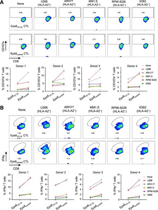 Figure 4. Comparison of peptide-specific degranulation and IFNγ production in response to multiple myeloma cells between Eps8cocktail-CTLs and Eps8101-2L-CTLs. A, The degranulation of Eps8cocktail-CTLs and Eps8101-2L-CTLs was evaluated by measuring CD107a expression upregulation on CD8+ CTLs after stimulation with various multiple myeloma cells using flow cytometry. The Eps8cocktail-CTLs stimulated with HLA-A2+ multiple myeloma cells showed a higher level of CD107a+/CD8+ cells than the Eps8101-2L-CTLs. B, Eps8cocktail-CTLs and Eps8101-2L-CTLs were analyzed for IFNγ production upon stimulation with various multiple myeloma cell lines. Representative flow cytometric analysis confirmed the HLA-A2–restricted IFNγ production in response to multiple myeloma cells.
