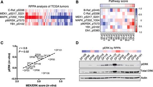 Figure 1. HGSOC PDX models exhibit a range of activation of the MEK/ERK pathway. A, Heat map showing protein levels (log2-transformed, median-centered) of MEK/ERK pathway proteins in HGSOC tumors from TCGA (n = 285). Data were obtained from TCPA portal (http://tcpaportal.org/). Samples were hierarchically clustered using Cluster software as described in Materials and Methods. B, Heat map showing protein levels (log2-transformed, median-centered) of MEK/ERK pathway proteins in PDX ascites cells under short-term in vitro culture conditions. Samples are ranked according to the MEK/ERK pathway activation score calculated as described in Materials and Methods. Data are representative of two independent experiments. C, Correlation analysis of pERK levels and MEK/ERK activation score (Pearson r = 0.6, P = 0.02). D, Western blot analysis of pERK in PDX ascites cells cultured in vitro in lysates from B. The levels of pERK from the RPPA analysis in B are shown for comparison.