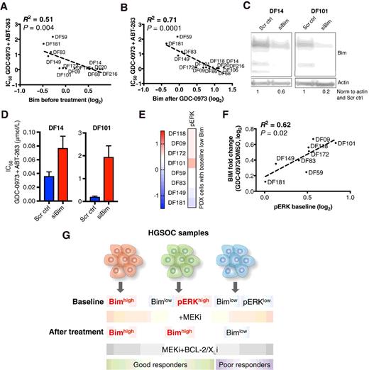 Figure 5. BIM levels before and after MEK inhibition predicts sensitivity and correlates with levels of activated ERK. A and B, Linear correlation of BIM expression measured by RPPA before (A) and after (B) MEK inhibition and IC50 values for the GDC-0973 and ABT-263 drug combination in all the 14 PDX models (P ≤ 0.05, two-tailed). C, Western blot of BIM levels after 72 hours of siRNA knockdown in DF14 and DF101. Actin was used as a loading control, and BIM levels are normalized to scramble control (Scr ctrl). D, IC50 to GDC-0973 and ABT-263 drug combination after 72 hours of BIM knockdown in DF14 and DF101. E, Heat map of basal pERK levels measured by RPPA before treatment in the PDX models with low expression of BIM (P ≤ 0.05). Values are log2-transformed. F, Linear correlation of baseline levels of pERK and fold-induction of BIM after MEK inhibition in the PDX models with low baseline BIM expression. Values are log2-transformed (P ≤ 0.05, two-tailed). G, Model to predict response to MEK and BCL-2/XL combination therapy in HGSOC samples using biomarkers before and after treatment.