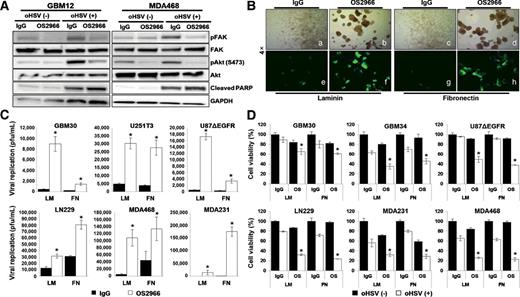 Figure 1. OS2966 treatment inhibits FAK-Akt signal pathway and enhances oHSV replication and oHSV-mediated tumor cell killing. A, Patient-derived primary GBM (GBM12) and MDA468 breast cancer cells were infected with/without 34.5ENVE (MOI = 0.01). Two hours post-oHSV infection, unbound viruses were removed and 10 μg/mL of control IgG/OS2966 were added and cultured for 24 hours. Cell lysates were probed with antibodies against phospho-FAK (S397), total FAK, phosphor Akt (S473), total Akt, and cleaved PARP which is downstream of integrin β1-FAK signaling. GAPDH was used as a loading control. B, Patient-derived primary GBM cells (GBM30) were plated on laminin (LM)-, or fibronectin (FN)-coated plates and infected with 34.5ENVE (MOI = 0.002). Two hours later, unbound viruses were removed and cultured for 72 hours. Fluorescence microscope images of GFP-positive infected GBM30 cells. C and D, The indicated cells were plated on LM-, or FN-coated plates and infected with 34.5ENVE. Two hours later, unbound viruses were removed and cells were treated with 10 μg/mL of control IgG or OS2966. Viral titers were measured by standard plaque forming unit assay (C), and cell viability was measured by MTT assay (D) 72 hours post-oHSV infection. *, P < 0.05 compared with oHSV + control IgG.