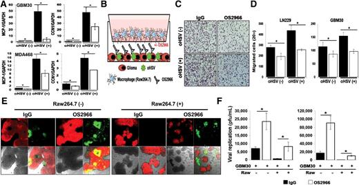 Figure 3. OS2966 inhibits migration of macrophages toward oHSV-infected tumor cells and enhances virus replication in co-culture with macrophages. A, Real-time PCR analysis for changes in gene expression of MCP-1 and CCN1 gene in both patient-derived primary GBM (GBM30) and breast cancer cells 24 hours post-oHSV treatment. Data presented are fold changes in gene expression ± SD relative to GAPDH. B, Schematic of macrophage migration assay. C and D, LN229 or patient-derived primary GBM (GBM12) cells treated with/without 34.5ENVE for 1 hour were treated with 10 μg/mL of IgG or OS2966 and serum starved macrophages were placed in the top chamber. Quantification of migrated Raw264.7 murine macrophages were measured by counting the number of cells that migrated to the bottom side of the transwell membrane 6 hours later. C, Representative image of transwell migration assay is shown for each group (×20), respectively. D, Quantification of the average number of migrated cells/view field (n = 4/group). Data points represent the mean, and error bars indicate ± SD for each group. E and F, Stably mCherry-expressing patient-derived primary GBM cells (GBM30) were treated with oHSV. Two hours post–virus infection, unbound viruses were removed and cells were treated with 20 μg/mL of control IgG or OS2966 and then overlaid with serum starved murine macrophage Raw264.7 cells. E, Forty-eight hours post co-culture with macrophage, co-culture with oHSV and OS2966 treated cells showed increased GFP-positive, infected cells relative co-culture with oHSV and control IgG treated cells. F, Both cells and media were harvested 48 hours after co-culture, and viral titers were determined by standard plaque assay. Data points represent the mean, and error bars indicate ± SD for each group. Asterisks indicate statistically significant differences between indicated pairs.