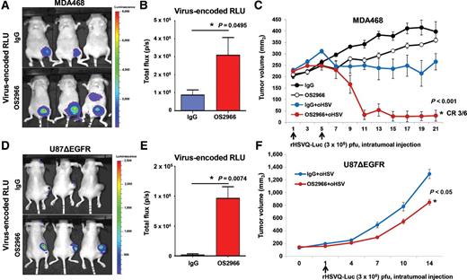 Figure 4. OS2966 treatment increases virus replication and antitumor efficacy in vivo. A–C, Athymic nude mice were implanted with MDA468 by mammary fat pad injection. When tumor size reached around 200 mm3, mice were treated with control IgG or OS2966 (5 mg/kg) for 1 day prior to oHSV treatment and twice a week thereafter for the duration of the study, and with 3 × 105 pfu of rHSVQ-Luc on day 1 and 5 (total twice). A, Representative luciferase images of oHSV-treated mice with IgG/OS2966 on day 4. B, Data shown are total flux in each mouse, indicating quantification of virally expressed luciferase gene activity in MDA468 mammary fat pad injected mice with IgG or OS2966 on day 4. C, Tumor volume was measured regularly after treatment, and data shown are the mean tumor volumes ± SEM, at the indicated time points (n = 6/group). * indicates P < 0.05; rHSVQ-Luc+OS2999 versus rHSVQ-Luc + IgG. D–F, Athymic nude mice were subcutaneously implanted with U87ΔEGFR. When tumor size reached around 150 mm3, 1 × 105 pfu of an oHSV expressing luciferase (rHSVQ-Luc) were injected intratumorally. Control human IgG or OS2966 (5 mg/kg) were administered intraperitoneally on days −1, 1, 3, and 5 after oHSV therapy. D, Representative luciferase images of oHSV-treated mice with IgG/OS2966 on day 3. E, Data shown are total flux in each mouse treated with IgG or OS2966 on day 3. F, Tumor volume was measured regularly after treatment, and data points represent the mean of the tumor volumes ± SEM, at the indicated time points (n = 6/group). * indicates P < 0.05; rHSVQ-Luc+OS2999 versus rHSVQ-Luc + IgG.