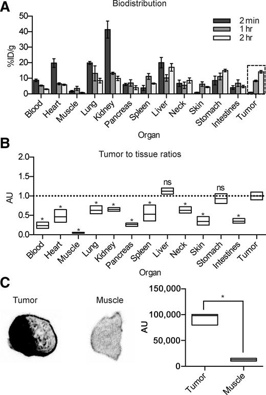 Figure 3. In vivo biodistribution and ex vivo autoradiography of [211At]MM4 in IMR-05 tumor–bearing mice. A, Radioactivity measured in organs and tumor (dashed line box) at time points of 2 minutes, 1 hour, and 2 hours postinjection. B, Average relative uptake in organs compared with tumor at 2 hours showed higher activity in tumor compared with all organs except liver and stomach (P < 0.05). C, Ex vivo autoradiographs of tumor versus muscle showed a tumor:muscle ratio of 10 (P < 0.05). ns, not significant.