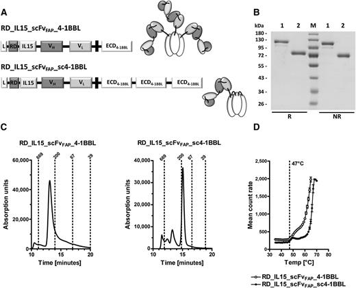 Figure 1. Composition and biochemical characterization of RD_IL15_scFvFAP_4-1BBL and RD_IL15_scFvFAP_sc4-1BBL. A, Schematic presentation of the gene arrangement and cartoon of the fusion proteins. RD, receptor domain of IL15Rα; ECD, extracellular domain; VH/L, variable region of the heavy/light antibody chain; scFv, single-chain Fv; FAP, fibroblast activation protein. B, 10% SDS-PAGE analysis of RD_IL15_scFvFAP_sc4-1BBL (1) and RD_IL15_scFvFAP_4-1BBL (2) under reducing (R) and nonreducing (NR) conditions and Coomassie staining. C, Size-exclusion chromatography of the fusion proteins by Yarra SEC-3000 column. D, Thermostability analysis of the fusion proteins by dynamic light scattering with the ZetaSizer Nano ZS (Malvern).