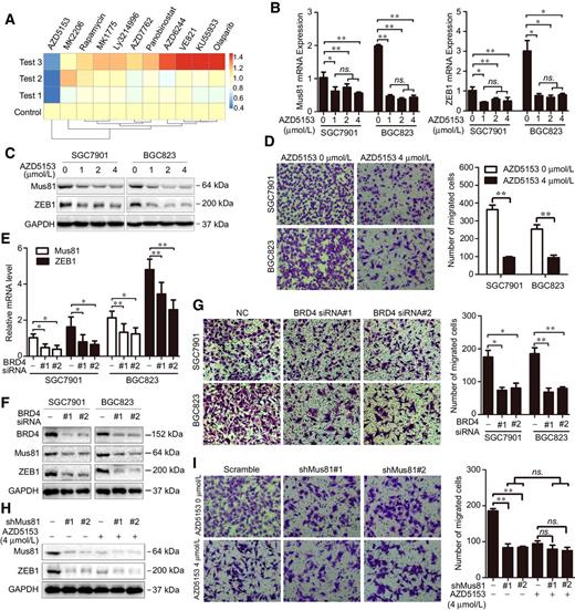 Figure 4. The BRD4 inhibitor AZD5153 suppresses cell migration via targeting Mus81 in gastric cancer cells. A, Heatmap of Mus81 expression levels in SGC7901 cells treated with the indicated drugs for 24 hours. Data are presented for three independent experiments. qPCR (B) and Western blot (C) analyses of Mus81 and ZEB1 expression levels in SGC7901 and BGC823 cells treated with indicated concentrations of AZD5153 (one-way ANOVA). D, Cell migration analysis using Transwell assays in SGC7901 and BGC823 treated with AZD5153 at the indicated concentration for 24 hours. Data are reported as the mean ± SD of three independent experiments (one-way ANOVA). E and F, qPCR and Western blot analyses of Mus81 and ZEB1 expression levels in SGC7901 and BGC823 cells after transfected with BRD4 siRNAs. G, Cell migration analysis using Transwell assays in BRD4 knockdown SGC7901 and BGC823 cells. Data are reported as the mean ± SD of three independent experiments (t test). H, Western blot showed Mus81 expression in Mus81-depleted BGC823 cells treated with AZD5153 at the indicated concentration. I, Cell migration analysis using Transwell assays in Mus81-depleted BGC823 cells treated with AZD5153 at indicated the concentration. Data are reported as the mean ± SD of three independent experiments (*, P < 0.05; **, P < 0.01; ns., not significant).