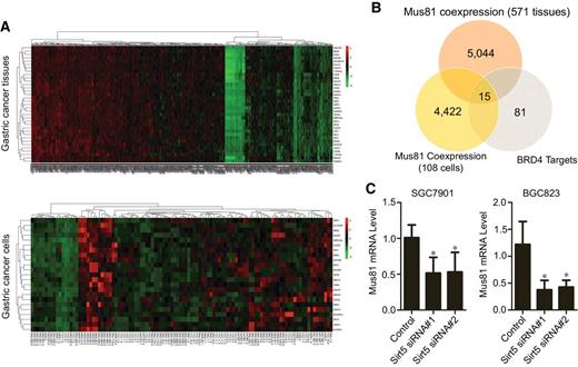Figure 5. BRD4 regulates the expression of Mus81 via Sirt5 in gastric cancer cells. A, Heatmap of genes coexpressed with Mus81 in 517 gastric cancer tissues and 36 gastric cancer cell lines through transcriptomic analysis. B, Intersection between genes coexpressed with Mus81 (in tissues and cell lines) and BRD4 target genes. C, Mus81 mRNA levels in Sirt5 knockdown gastric cancer cells. Data were presented as the mean ± SD of three independent experiments (t test; *, P < 0.05; **, P < 0.01).