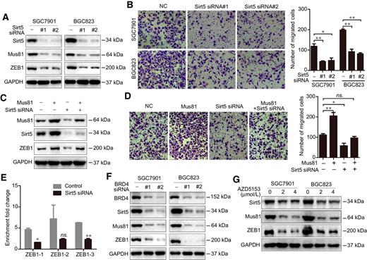 Figure 6. Sirt5 inhibition impairs the Mus81-induced transcriptional activity in gastric cancer cells. A, Western blot showed the expression of Mus81 and ZEB1 in SGC7901 and BGC823 cells treated with Sirt5 siRNAs. B, Cell migration analysis using Transwell assays in Sirt5 knockdown SGC7901 and BGC823 cells. Data are reported as the mean ± SD of three independent experiments (t test). C, Western blot showed Mus81 expression in Mus81-overexpressing SGC7901 cells transfected with Sirt5 siRNAs. D, Cell migration analysis using Transwell assays in Mus81-overexpressing SGC7901 cells transfected with Sirt5 siRNAs. Data are reported as the mean ± SD of three independent experiments (t test). E, ChIP assays of Mus81 enrichment on ZEB1 promoter regions in cells transfected with Sirt5 siRNAs. Data are reported as the mean ± SD of three independent experiments (t test). F, Western blot showed the expression of Sirt5, Mus81 and ZEB1 in SGC7901 and BGC823 cells treated with BRD4 siRNAs. G, Western blot showed the expression of Sirt5, Mus81, and ZEB1 in SGC7901 and BGC823 cells treated with AZD5153 (*, P < 0.05; **, P < 0.01; ns., not significant).