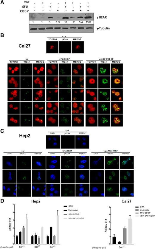 Figure 2. Effects of vorinostat (vor) plus 5FU/CDDP on DNA damage. Cal27 and Hep2 cells untreated or treated with IC5072h drug concentrations, as reported, and harvested after 24 hours. A, Western blotting evaluation of γH2AX and γ-tubulin expression (loading control) in Cal27 cells. Representative images of γH2AX foci evaluated by confocal microscopy in Cal27 (B) and Hep2 (C), DNA stained by TO-PRO-3 or DAPI; γH2AX stained by immunofluorescence FITC; merged images are from TO-PRO-3 and FITC staining. D, p53 phosphorylation in Ser15, Ser37, and Ser46 detected by phosphoprotein ELISA-based multiplex immunoassay in Hep2 cells and Ser37 in Cal27 cells. Results are shown as mean ± SD (statistical analysis by ANOVA: Hep2 Ser15, P = 0.0055; Ser37, P = 0.004; Ser46, P = 0.021; Cal27 Ser37, P < 0.0001).
