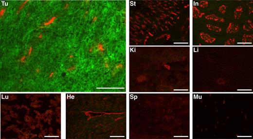 Figure 1. Ex vivo immunofluorescence analysis of tumor and organ sections of BALB/c mice bearing CT26 tumors transfected with human CAIX. Mice received one injection of 150 μg FITC-labeled IgG(XE114) and were sacrificed 24 hours later. Binding of IgG(XE114) was detected in green using an anti-FITC antibody and an AF488-labeled secondary antibody, whereas blood vessels were stained in red using an anti-CD31 antibody and an AF594-labeled secondary antibody. Scale bars, 100 μm. He, heart; In, intestine; Ki, kidney; Li, liver; Lu, lung; Mu, muscle; Sp, spleen; St, stomach; Tu, tumor.