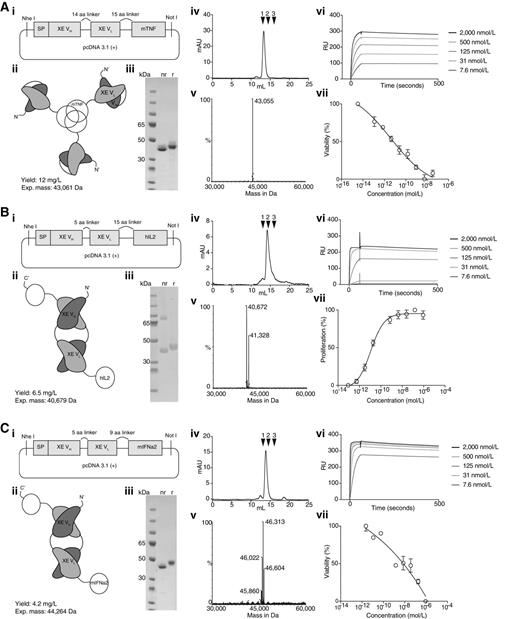 Figure 2. In vitro characterization of newly designed fusion proteins. A, XE-mTNF. B, XE-hIL2. C, XE-mIFNα2. (i) Cloning scheme. (ii) Expected protein structure, yield of TGE in CHO-S cells, and expected molecular weight. (iii) SDS-PAGE analysis. (iv) Size exclusion profile of the respective immunocytokine and standard proteins indicated by black arrows (1: IgG, 145 kDa, 2: BSA, 67 kDa, 3: Diabody, 25 kDa). (v) MS profile. (vi) BIAcore profile. (vii) Activity assay for the respective payload. kDa, marker in kDa; nr, nonreduced; r, reduced.