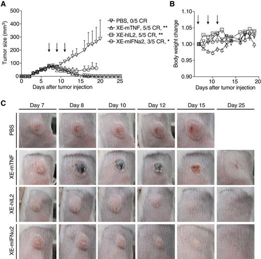 Figure 3. Activity of XE-mTNF, XE-hIL2, and XE-mIFNα2 in BALB/c mice bearing CT26 tumors transfected with human CAIX. A, Tumor-bearing mice received three injections of either 3 μg XE-mTNF, 50 μg XE-hIL2, or 150 μg XE-mIFNα2 or saline (PBS) as control, starting when tumors reached a size of 90 mm3. Data are represented as mean (n = 5) ± SEM. Statistical significance toward PBS control group is shown on day 13; *P < 0.05, **P < 0.005. B, Body weight change during the treatment phase. C, Pictures of representative tumor growth taken before treatment (day 7) and 24 hours after each injection (day 8, 10, 12) as well as follow-up observations (day 15, 25).