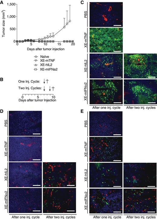 Figure 4. Tumor rechallenge and tumor infiltrate studies. A, Cured and naïve mice received a subcutaneous tumor cell injection of CT26 cells expressing human CAIX, and tumor growth was monitored for 20 days. B–E, Mice bearing human CAIX expressing CT26 tumors received one or two injections of either 150 μL of PBS as control, 3 μg of XE-mTNF, 50 μg of XE-hIL2, or 150 μg of XE-mIFNα2. B, Time line of i.v. injections (indicated by black arrows) and tumor harvesting (indicated by a black cross) for immunohistologic experiments: 24 hours after the last injection, tumors were excised and sections were stained in green for activated (C) caspase 3, (D) CD4+ T cells, or (E) CD8+ T cells, in red for CD31-positive cells and in blue for nuclei. Scale bars, 100 μm.