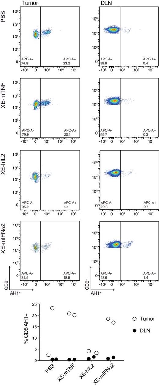 Figure 5. FACS analysis of AH1-positive CD8+ T cells. The number of AH1-positive CD8+ T cells in human CAIX expressing CT26 tumors and draining lymph nodes (DLN) was measured 24 hours after BALB/c mice received either one injection of PBS or XE-mTNF (3 μg) or two injections of XE-hIL2 (50 μg) or of XE-mIFNα2 (150 μg). Representative FACS plots of AH1-positive CD8+ T cells in tumor bed and draining lymph nodes are shown. Injections and tumor and lymph node harvesting were performed as indicated in the time line included in Fig. 4B.