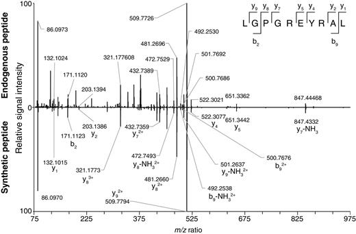Figure 6. Mass spectrometric identification of the LGPGREYRAL peptide eluted from MHC class I preparations of CT26 cells transfected with human CAIX. MHC class I–peptide complexes were purified from CT26 cell lysates with the M1/42 monoclonal antibody. MHC class I bound peptides were eluted in acid, further purified on a C18 resin, and analyzed by LC-MS, yielding a spectrum corresponding to human CAIX-derived peptide LGPGREYRAL, with a Xcorr of 2.03 (top). The peptide differs from its murine version by a single R to Q substitution (i.e., LGPGQEYRAL). The sequence of the endogenous peptide was confirmed with a synthetic peptide, which was recorded in accordance with MHC peptidome analyses (bottom). Fragment ions (b-, y-, and immonium ions) typically observed in HCD fragmentation were labeled in the spectrum of the synthetic peptide.
