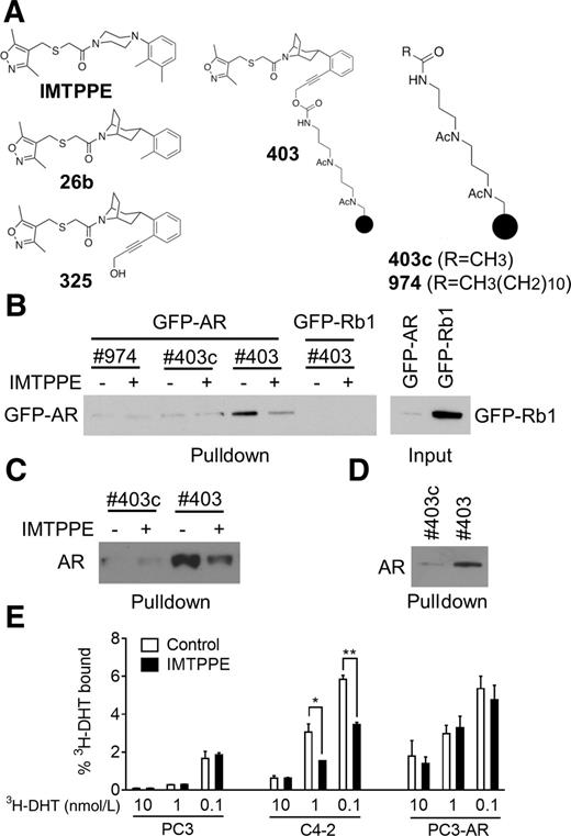 Figure 1. IMTPPE scaffold directly binds to AR. A, Structures of IMTPPE, 26b, 325, and 325-conjugated beads (403) and control beads (403c and 974). B, GFP-AR, but not GFP-Rb1, was pulled down by 403. C4-2 cells were transiently transfected with GFP-AR or GFP-Rb1 vectors for 48 hours in complete RPMI medium before collecting whole-cell lysates. Cell lysates were incubated with 50-fold IMTPPE or DMSO for 2 hours at room temperature prior to incubation with beads (403, 403c, or 974) at 4°C for 4 hours. The pulldown (left plot) and lysate input (right plot) were analyzed by immunoblot using anti-GFP antibody. C, C4-2 cells were cultured in complete RPMI medium with 1 nmol/L R1881 for nuclear extract preparation. Equal amount of nuclear extracts was incubated with agarose beads 403 or 403c in the presence or absence of 50-fold IMTPPE at 4°C overnight. The pulldown samples were analyzed by immunoblot using anti-AR antibody. D, Purified AR protein was pulled down by 403. Equal amount of human AR protein from Sigma was incubated with agarose beads 403 or 403c at 4°C overnight. The pulldown samples were analyzed by immunoblot using anti-AR antibody. E, Effect of IMTPPE on DHT binding to AR in radioactive ligand-binding assay.3H-DHT binding to AR in cytoplasmic extracts of C4-2 and PC3 cells stably transfected AR expression vector (PC3-AR) was determined in the presence of DMSO or 10 μmol/L IMTPPE at 4°C for overnight. Percentage of 3H-DHT bound to AR in lysates was calculated. Cytoplasmic extracts of PC3 cells were served as control. Results represent mean ± SD and are representative of at least two biological replicates (*, P < 0.05 and **, P < 0.01).