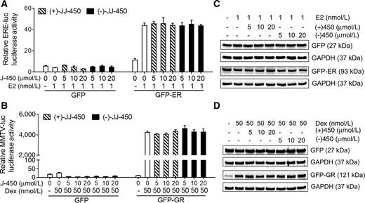 Figure 4. (−)-JJ-450 and (+)-JJ-450 do not inhibit ERα or GR in C4-2 cells. C4-2 cells were transiently cotransfected with Renilla luciferase reporter and 3x-ERE-TATA luciferase reporter (46), together with GFP or GFP-ERα expression vectors for 24 hours in cFBS, phenol red–free RPMI medium, and then treated with 1 nmol/L 17β-estradiol (E2) and indicated concentrations of (+)-JJ-450 or (−)-JJ-450 for additional 24 hours for luciferase assays (A) or Western blot (B). Similarly, C4-2 cells were transiently cotransfected with Renilla luciferase reporter and MMTV-firefly luciferase reporter (36), together with GFP or GFP-GR expression vectors for 24 hours in cFBS, phenol red–free RPMI medium, and then treated with 50 nmol/L dexamethasone (Dex) and indicated concentrations of (+)-JJ-450/(−)-JJ-450 for additional 24 hours for luciferase assay (C) or Western blot (D). Results represent mean ± SD and are representative of at least three biological replicates.