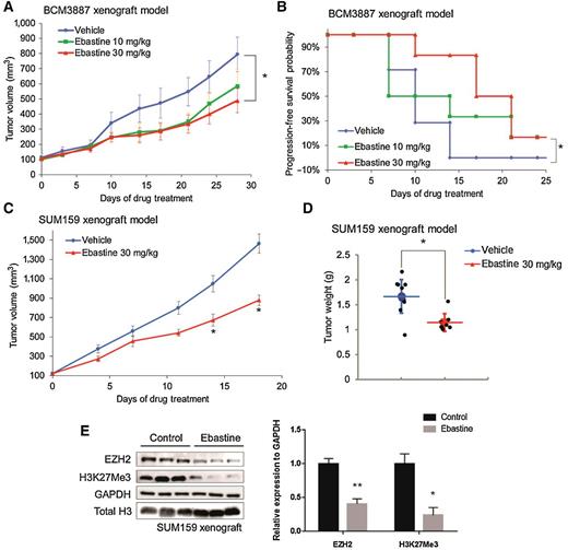 Figure 4. Therapeutic efficacy of ebastine in TNBC murine models. BCM3887 PDX mouse model was generated as described in the “Materials and Methods” section. Mice carrying BCM3887 PDX received vehicle or ebastine (10 and 30mg/kg/day) 5 days per week, orally. A, Caliper measurements were taken every 4 days to determine tumor volume. *, P < 0.05 versus vehicle, mean tumor volume ± SEM. B, Kaplan–Meier survival plot comparing progression-free survival of BCM3887 PDX model. Significance was tested using unpaired t test and presented as *, P < 0.05. C, Caliper measurements were taken every 4 days to determine the tumor volume of SUM159 xenograft mice. D, Tumor weight was measured after sacrifice. E, Tumor samples (n = 7) were ground and lysed for Western blot analysis. Proteins were blotted and quantitated to compare the level of EZH2 between the ebastine-treated group and the vehicle-treated group. *, P < 0.05 versus vehicle; mean ± SEM.