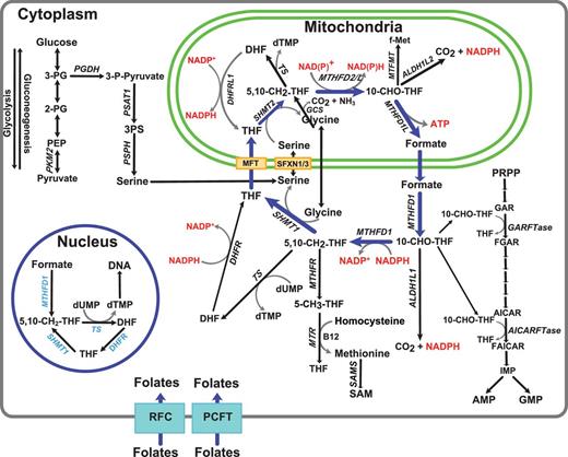 Figure 1. 1C metabolism reactions, intermediates, and products. 1C metabolism is compartmentalized into the mitochondria and cytosol with a smaller pool in the nucleus. Folates are transported across the plasma membrane by the RFC (SLC19A1) and PCFT (SLC46A1). Serine is generated from glycolysis intermediates. Serine then enters the mitochondria and provides 1C units for the serine cycle (noted with bold blue arrows). Formate is exported to the cytosol where it serves as a source of 1C units for biosynthetic reactions. Nuclear 1C metabolism generates dTMP from dUMP to eliminate uracil misincorporation in DNA. Nuclear enzymes, in light blue, undergo SUMOylation in the cytosol and are imported into the nucleus during S-phase. Folate uptake into the mitochondria is mediated by the MFT (SLC25A32). 2-PG, 2-phosphoglycerate; FAICAR, 5-formamidoimidazole-4-carboxamide ribonucleotide; FGAR, formyl glycinamide ribonucleotide; f-Met, formyl methionine; GAR, glycinamide ribonucleotide; MTFMT, methionyl tRNA formyl transferase; PEP, phosphoenolpyruvate; THF, tetrahydrofolate.