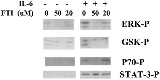 Fig. 11. FTI inhibits IL-6-induced signaling in WT ras-expressing MM cells. WT ANBL-6 MM cells were cultured with or without FTI-277 at increasing concentrations for 48 h in the absence of IL-6. Cells were washed and then stimulated without or with IL-6 (100 units/ml) for 15 min. At that time, immunoblot assay was performed for expression of phosphorylated ERK (ERK-P), p70S6K (P70-P), and STAT3 (STAT-3-P). AKT was also immunoprecipitated from extracts, and in vitro kinase assay was performed for phosphorylation of GSK substrate.