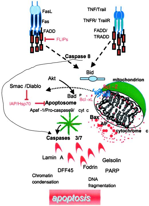 Fig. 1. Schematic of apoptosis pathways.