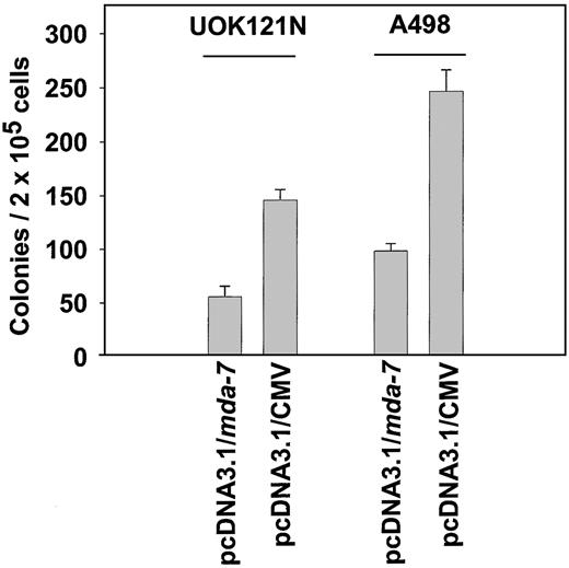 Fig. 1. Transfection of RCC cell lines with a plasmid to express MDA-7 results in reduced colony formation. Cells (2 × 105) were plated in triplicate 60-mm dishes and cultured for 24 h before transfection with 1 μg of either control plasmid (pcDNA3.1) or plasmid to express MDA-7 (pcDNA3.1/mda-7). Twenty-four h after transfection, cells were placed into selection media (400 μg/ml G418), and colony formation was examined 14 days later, after fixing and crystal violet staining of colonies (±SE; n = 3; ∗P < 0.05 greater than pcDNA 3.1/mda-7-transfected cells).