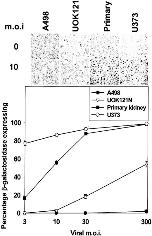 Fig. 2. CAR expression is reduced in renal carcinoma cells compared with primary renal epithelial cells. Cells were plated in triplicate 60-mm dishes (∼0.2 × 106) and 24 h later infected at the indicated multiplicity of infection (m.o.i.) with a recombinant type 5 adenovirus to express β-galactosidase. Forty-eight h after infection, cells are fixed and processed to determine β-galactosidase expression (41). Graphical data are the means of three experiments (±SE). Top, β-galactosidase staining from a representative experiment.