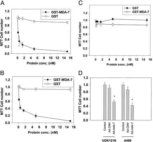 Fig. 3. GST-MDA-7 causes a dose-dependent reduction in the proliferation of renal carcinoma cells but not primary renal epithelial cells. Cells were plated in 12-well plates (∼1 × 104 cells/well) and 24 h later treated with increasing concentrations of GST and GST-MDA-7 as indicated. Cell growth was determined via MTT assay 96 h after GST-MDA-7 treatment. Data are the means of 12 wells (one plate per condition, ±SE) from a representative experiment using different preparations of GST-MDA-7 (n = 3). A, UOK121N cells; B, A498 cells; C, primary renal epithelial cells. In D, primary rat hepatocytes were isolated and cultured as described in “Materials and Methods.” Four h after plating, hepatocytes were infected with either control CMV virus or Ad.mda-7 (at a multiplicity of infection of 50). Five days after infection, the media from the hepatocytes were removed and mixed with an equal volume of RCC line culture media. These media were added to cultures of A498 and UOK121N cells, plated in 12-well plates (∼1 × 104 cells/well), 24 h previously. Cell growth was determined via MTT assay 96 h after MDA-7 treatment. Data are the means of 12 wells (one plate per condition, ±SE; *P < 0.05 less than control CMV media or fresh media) from a representative experiment using different hepatocyte infections (n = 2).
