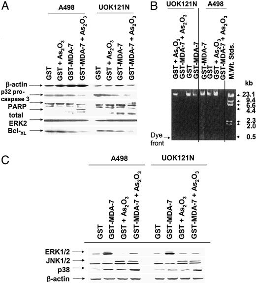 Fig. 7. GST-MDA-7 and arsenic trioxide interact to enhance cleavage of pro-caspase 3 and PARP in renal carcinoma cells that correlates with reduced expression of BCL-XL and enhanced activity of p38 and JNK1/2. Cells were plated in 100-mm plates (∼2 × 105 cells/well) and 24 h later treated with GST, GST-MDA-7 (both 0.5 nm), and As2O3 (0.5 μm) as indicated. Cells were isolated 96 h after GST-MDA-7 treatment. Protein expression levels were determined using Bradford assay for total protein followed by SDS PAGE and immunoblotting, as described in “Materials and Methods.” In parallel plates, nucleosomal DNA integrity was determined using agarose gel electrophoresis as described in “Materials and Methods.” A, expression of PARP, p32 pro-caspase 3, and BCL-XL in RCC lines. B, nucleosomal DNA integrity in RCC lines. C, ERK1/2, JNK1/2, and p38 activity in RCC lines. Data are from a representative experiment (n = 3).